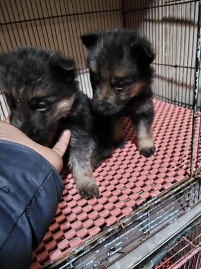 German Shepherd puppy for sale