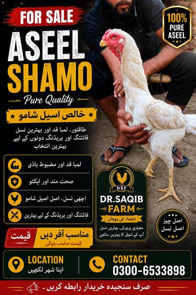  Pure Aseel Shamo Murgha For Sale | Dr. Saqib Farm