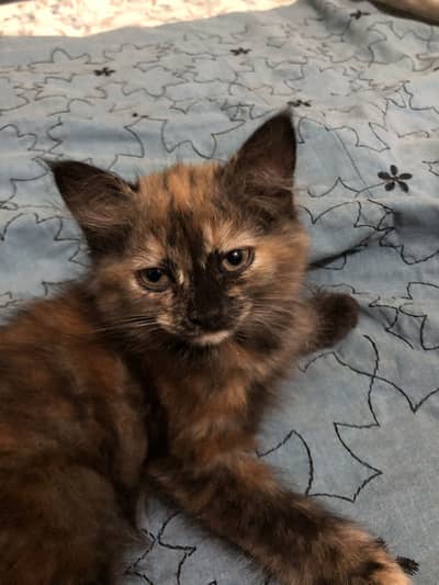 Male kitten urgent sell