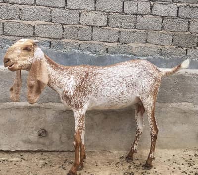 makhi cheeni jodi