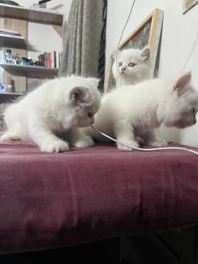 Persion kittens / Tripple coated persion kittens