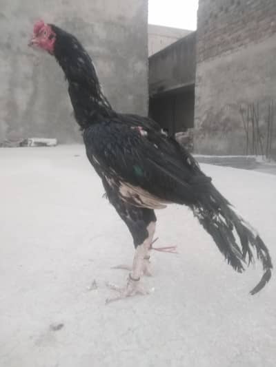 aseel murga for sale