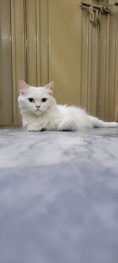 female cat for sale
