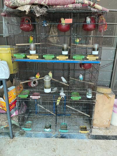 love birds, Java and cage