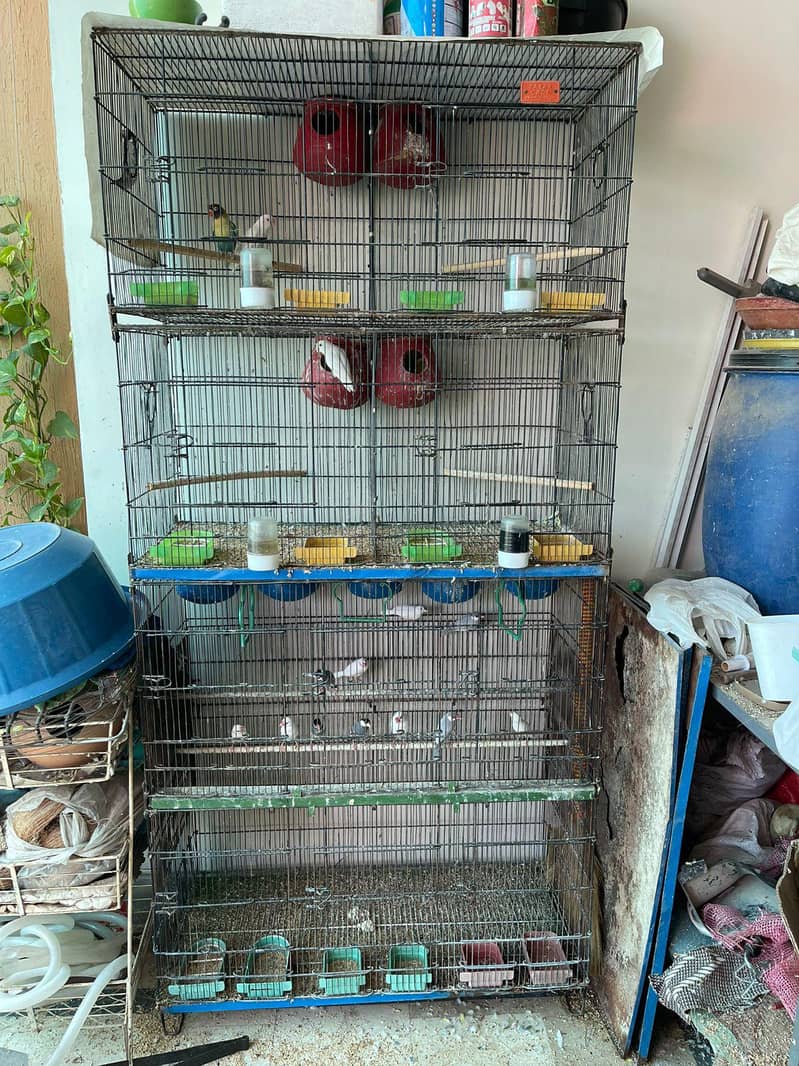 love birds, Java and cage 1