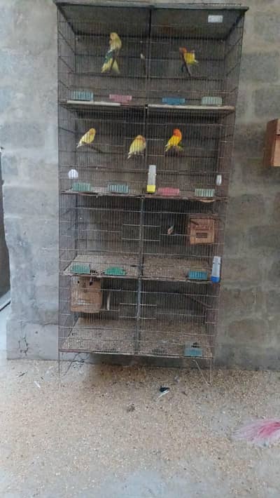 8 Portion Cage and Creamino , PaleFellow pairs for sale
