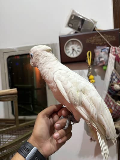 Du crop cockatoo