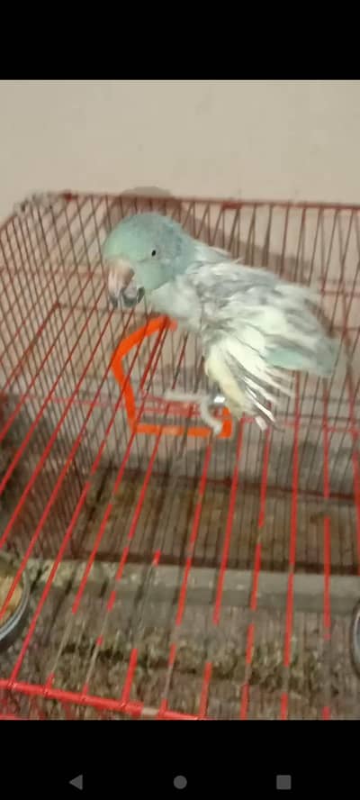 blue white pied female
