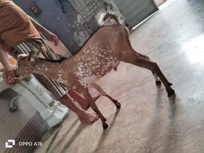 pure brbre mkhacchena
