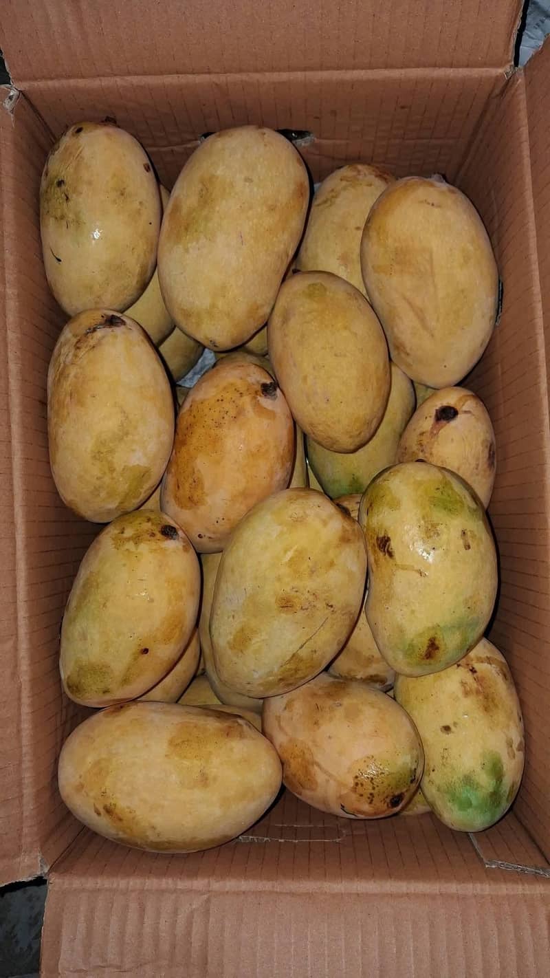 گفٹ چونسہ 1