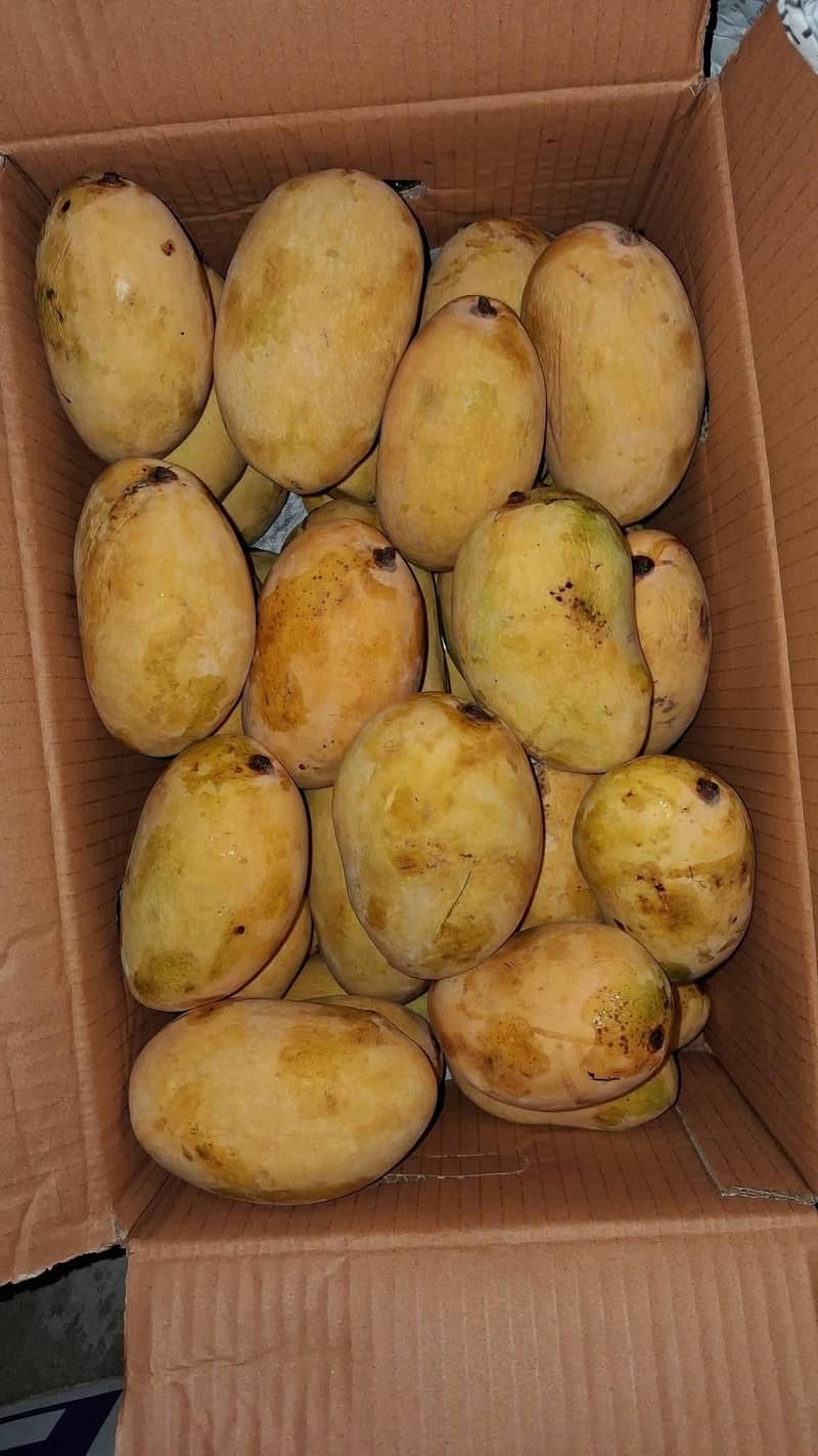 گفٹ چونسہ 2