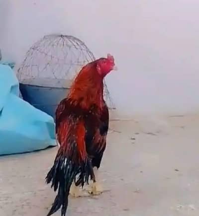 lakha aseel. chicks