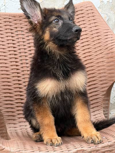 German shepherd puppy