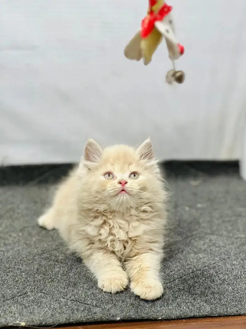 cash on delivery available Persian punch face cat kitten — photo 4