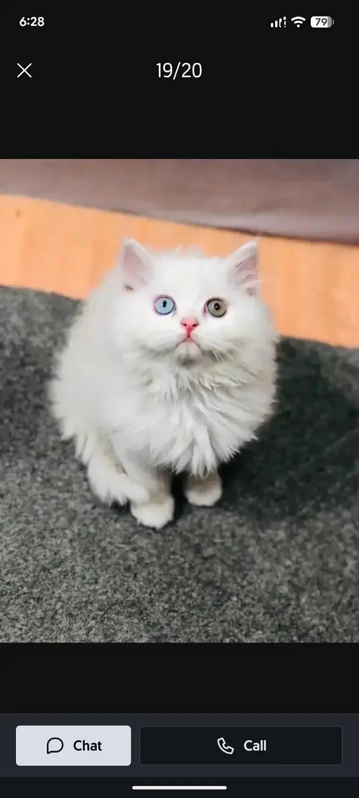 cash on delivery available Persian punch face cat kitten — photo 10