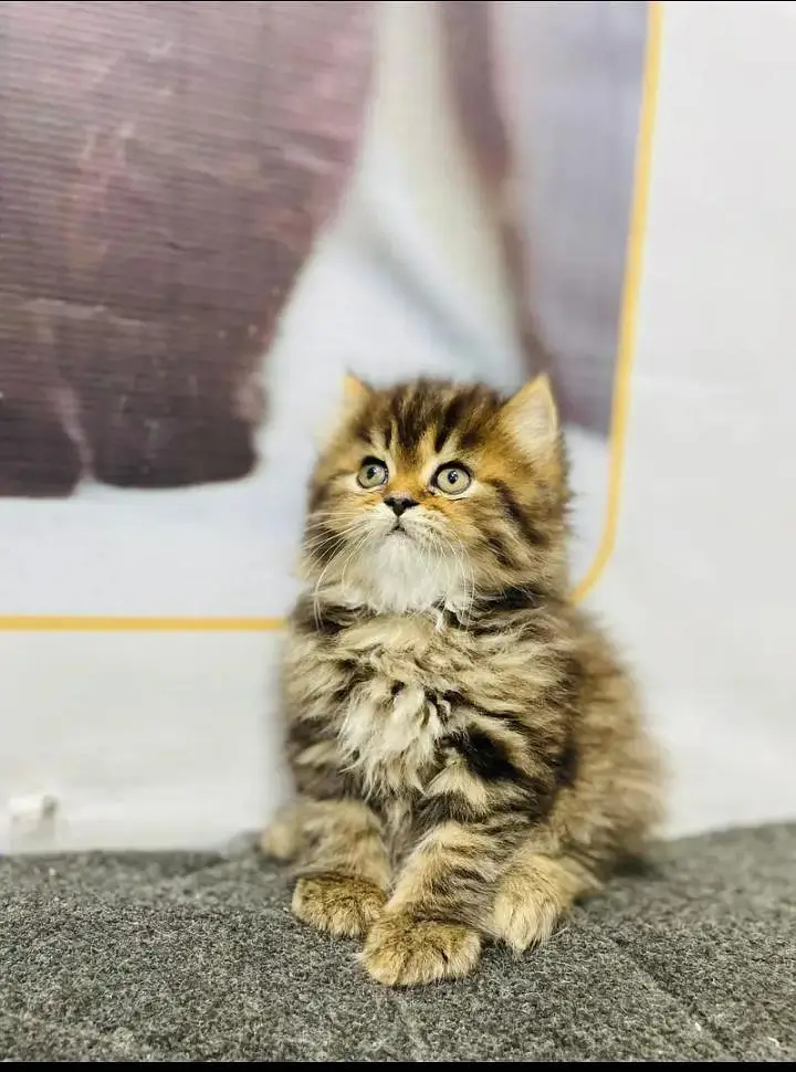 cash on delivery available Persian punch face cat kitten — photo 11