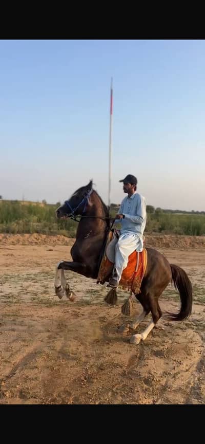 Mashallah acha ghora nazabaz chal baz