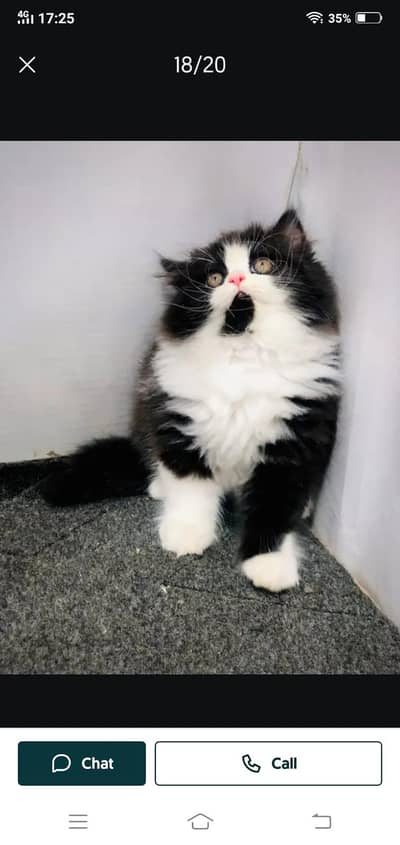 cash on delivery available Persian punch face cat kitten