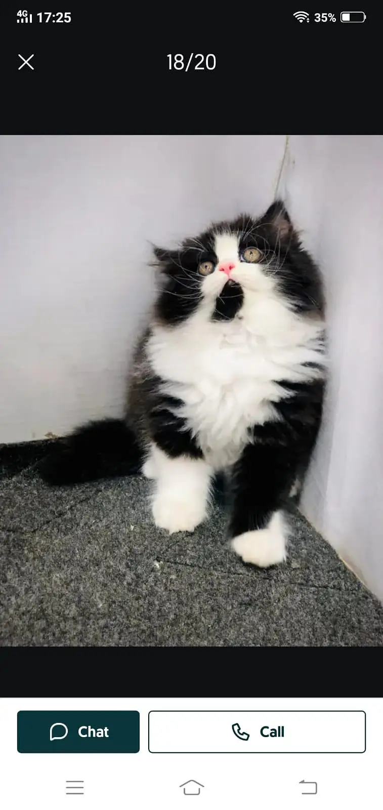 cash on delivery available Persian punch face cat kitten