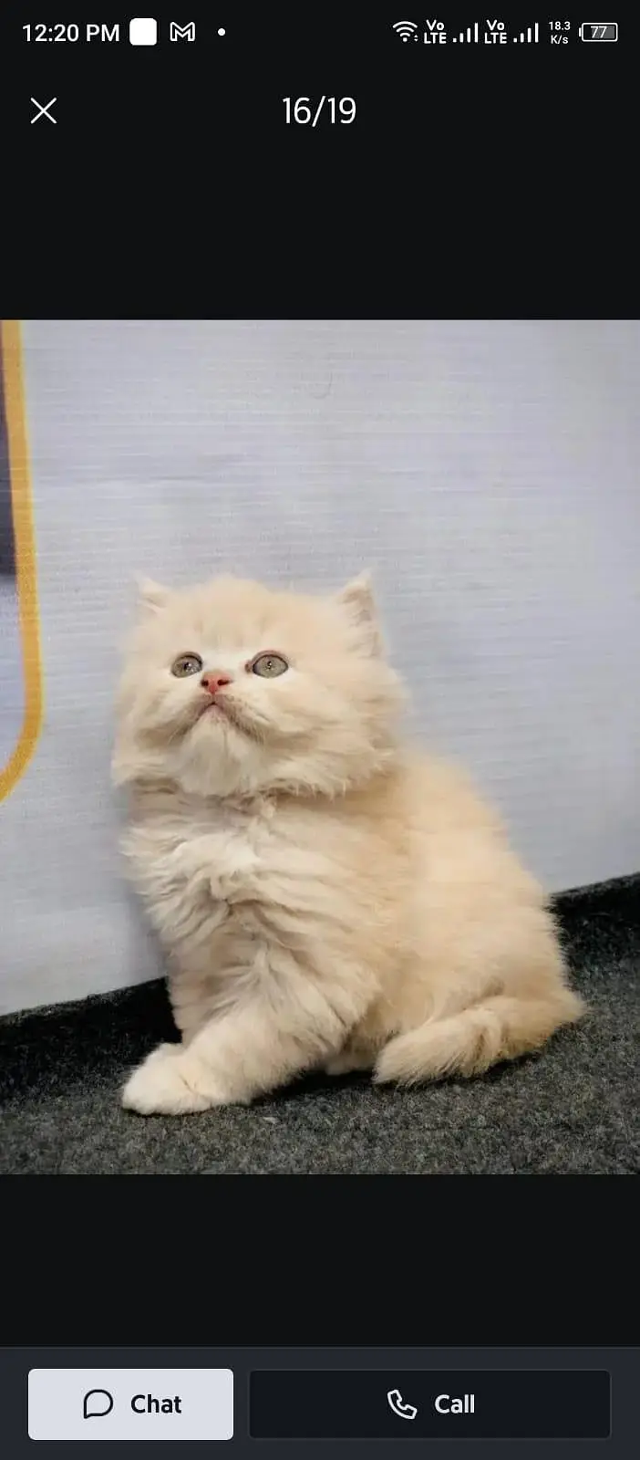 cash on delivery available Persian punch face cat kitten — photo 2