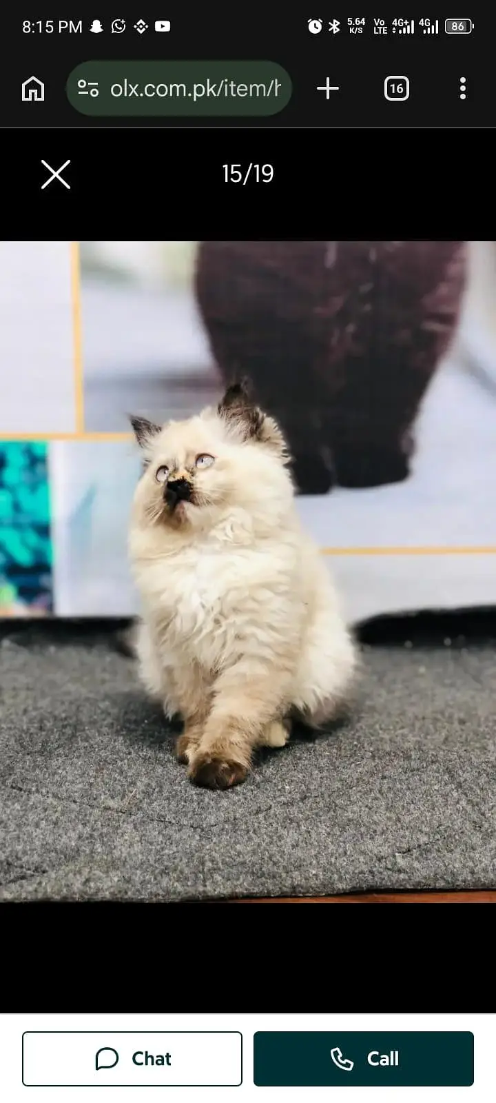 cash on delivery available Persian punch face cat kitten — photo 3