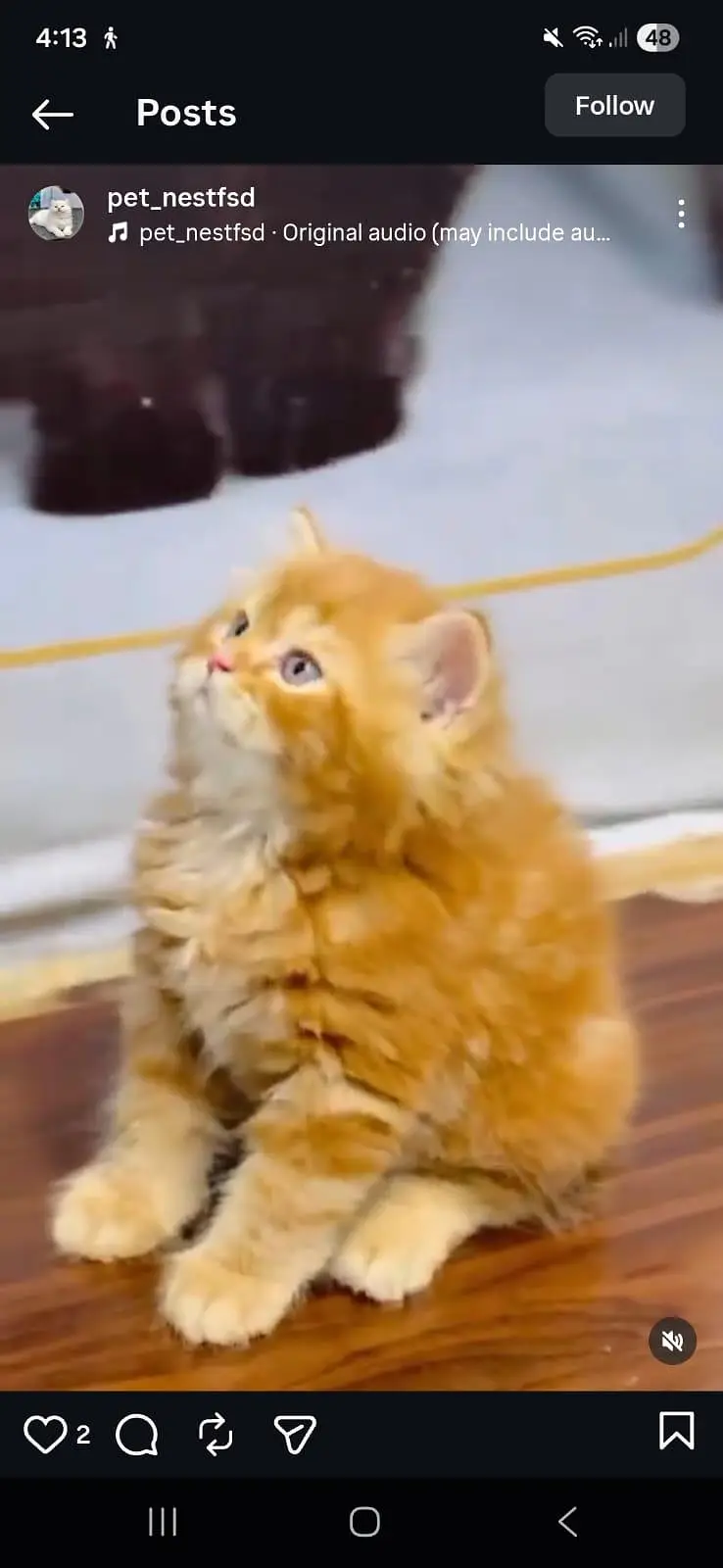 cash on delivery available Persian punch face cat kitten — photo 4