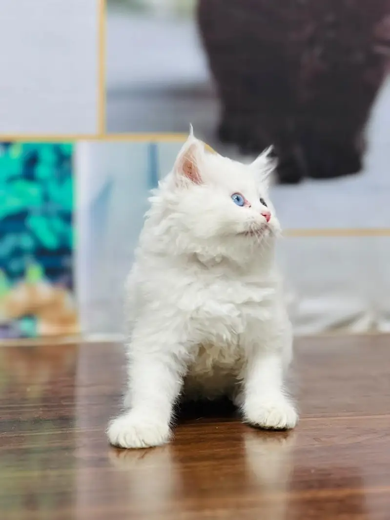 cash on delivery available Persian punch face cat kitten — photo 5