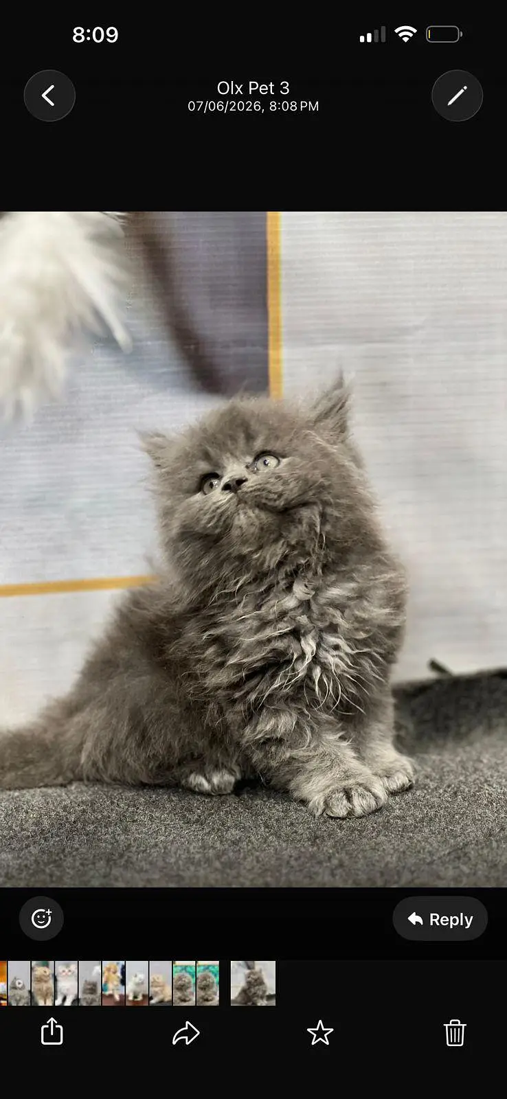 cash on delivery available Persian punch face cat kitten — photo 7
