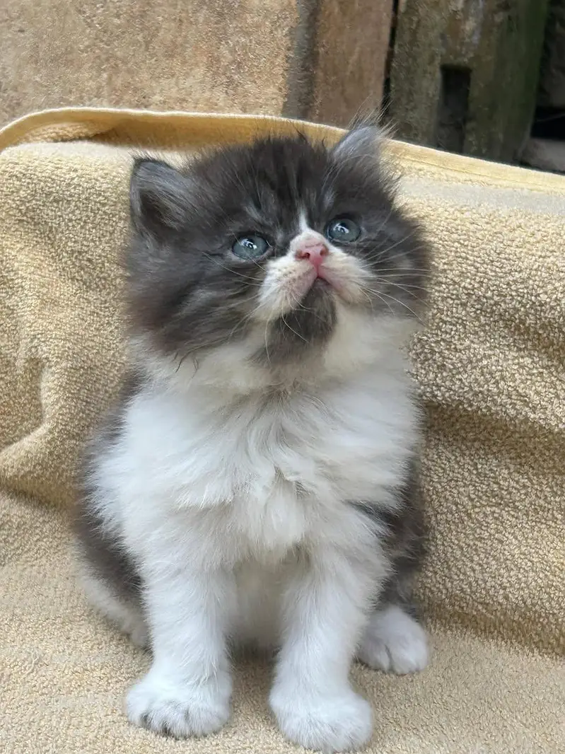 cash on delivery available Persian punch face cat kitten — photo 8