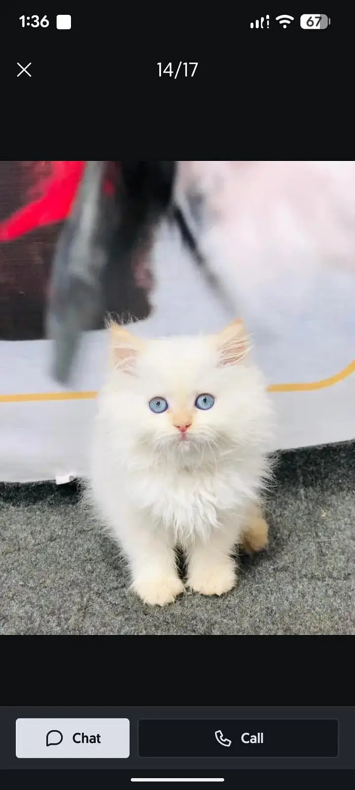 cash on delivery available Persian punch face cat kitten — photo 10