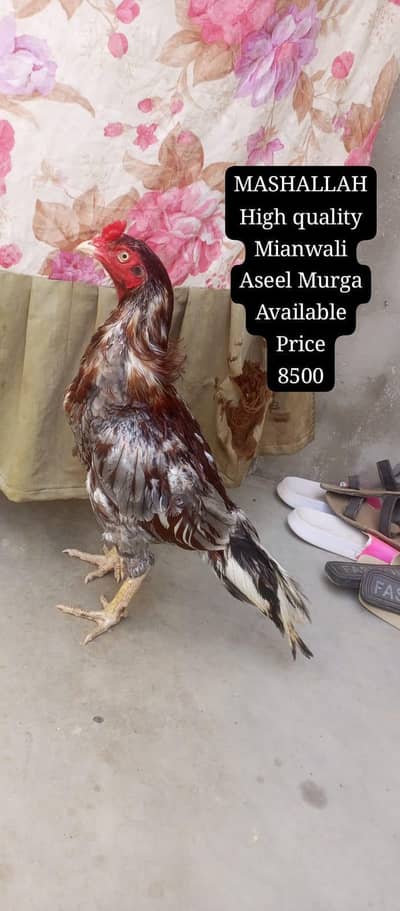 only call WhatsApp aseel murga