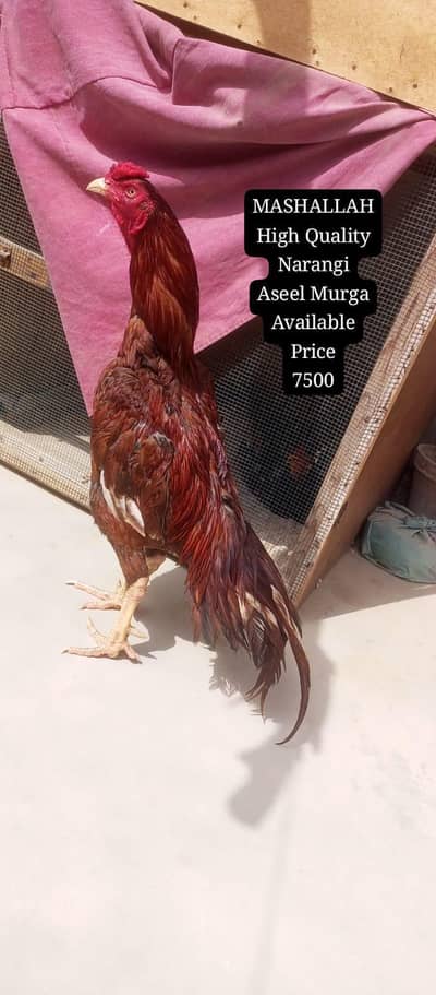 only call WhatsApp aseel murga