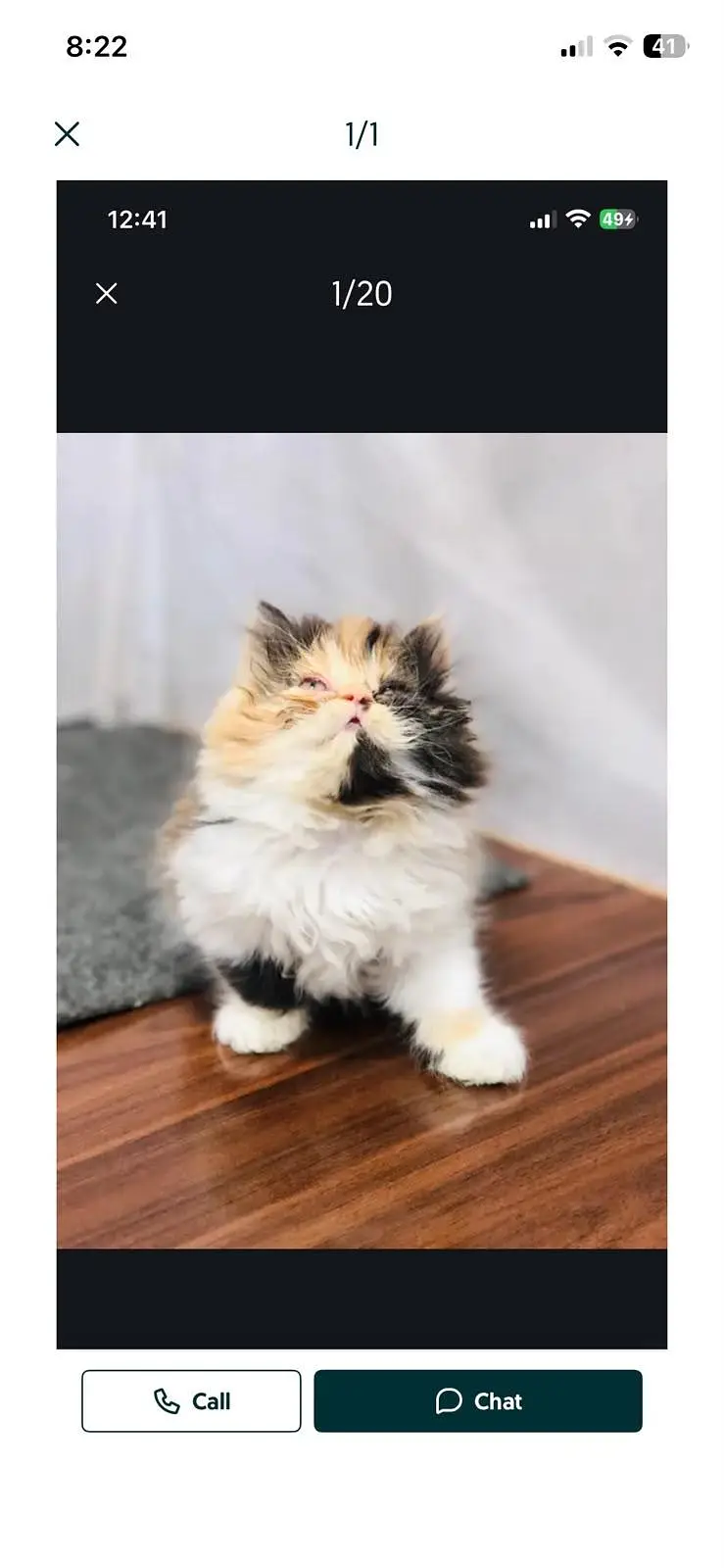 cash on delivery available Persian punch face cat kitten