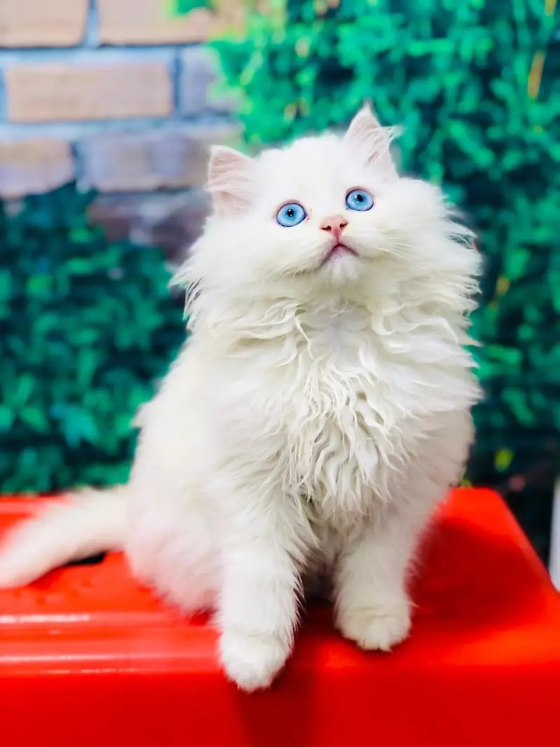 cash on delivery available Persian punch face cat kitten — photo 2