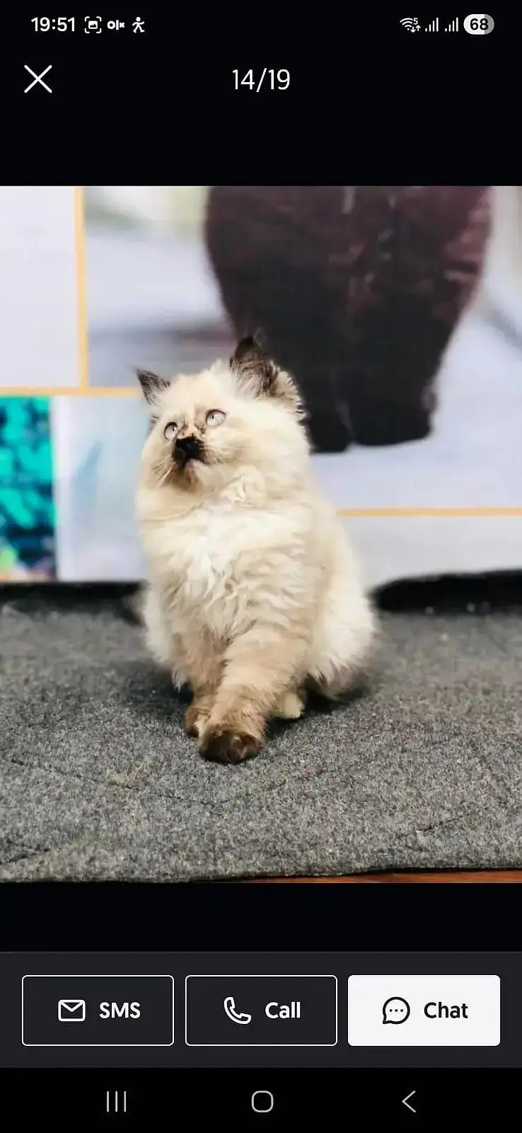 cash on delivery available Persian punch face cat kitten — photo 5