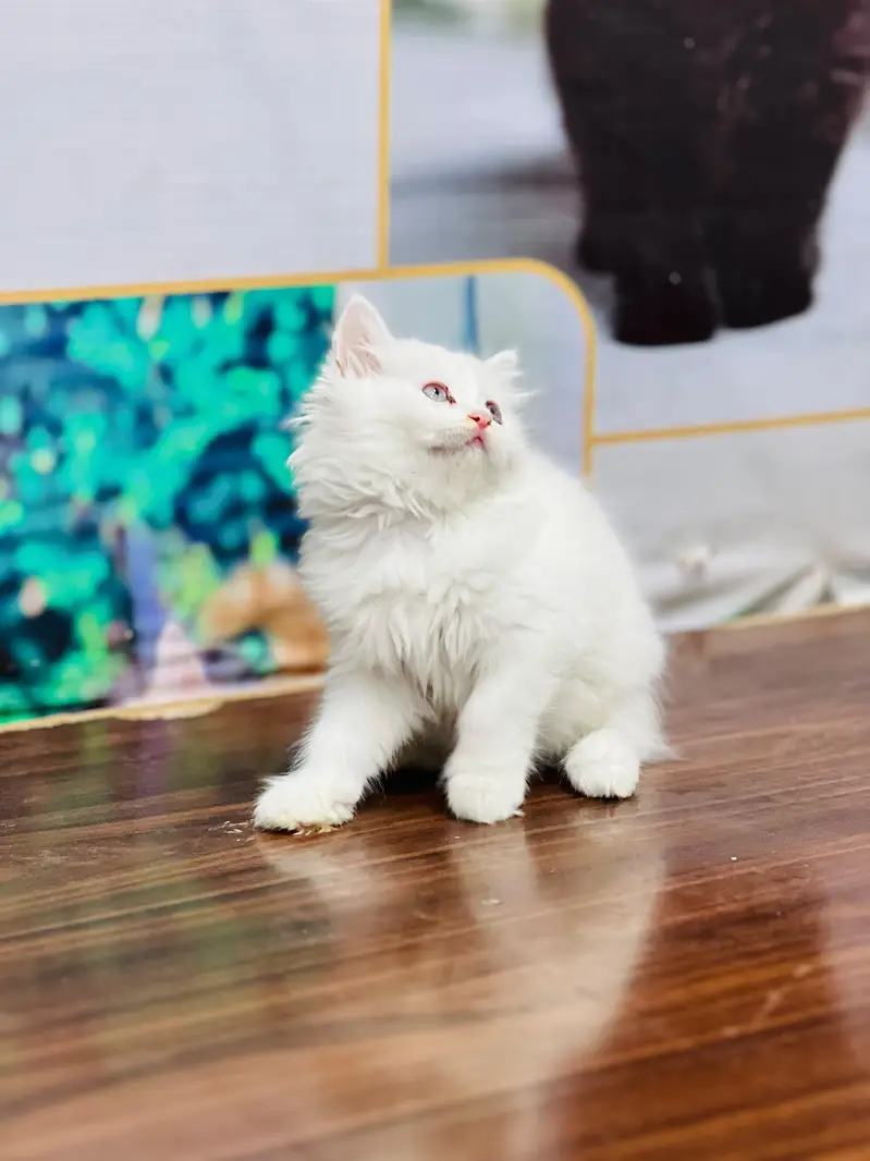cash on delivery available Persian punch face cat kitten — photo 8