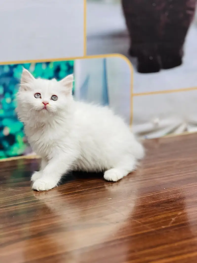 cash on delivery available Persian punch face cat kitten — photo 9