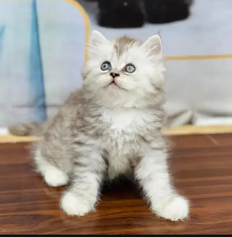 cash on delivery available Persian punch face cat kitten — photo 10