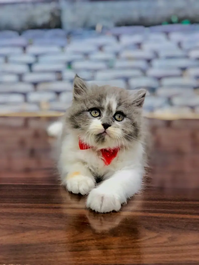 cash on delivery available Persian punch face cat kitten