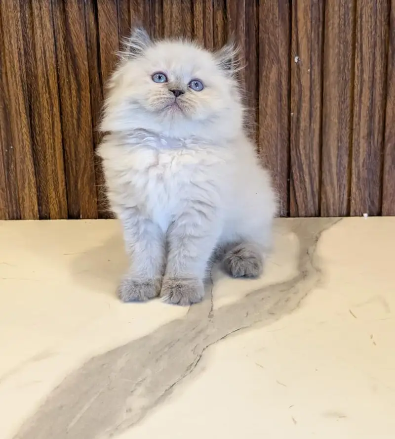 cash on delivery available Persian punch face cat kitten — photo 2