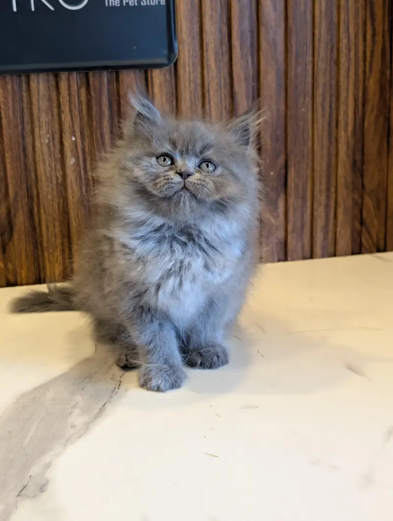 cash on delivery available Persian punch face cat kitten — photo 3