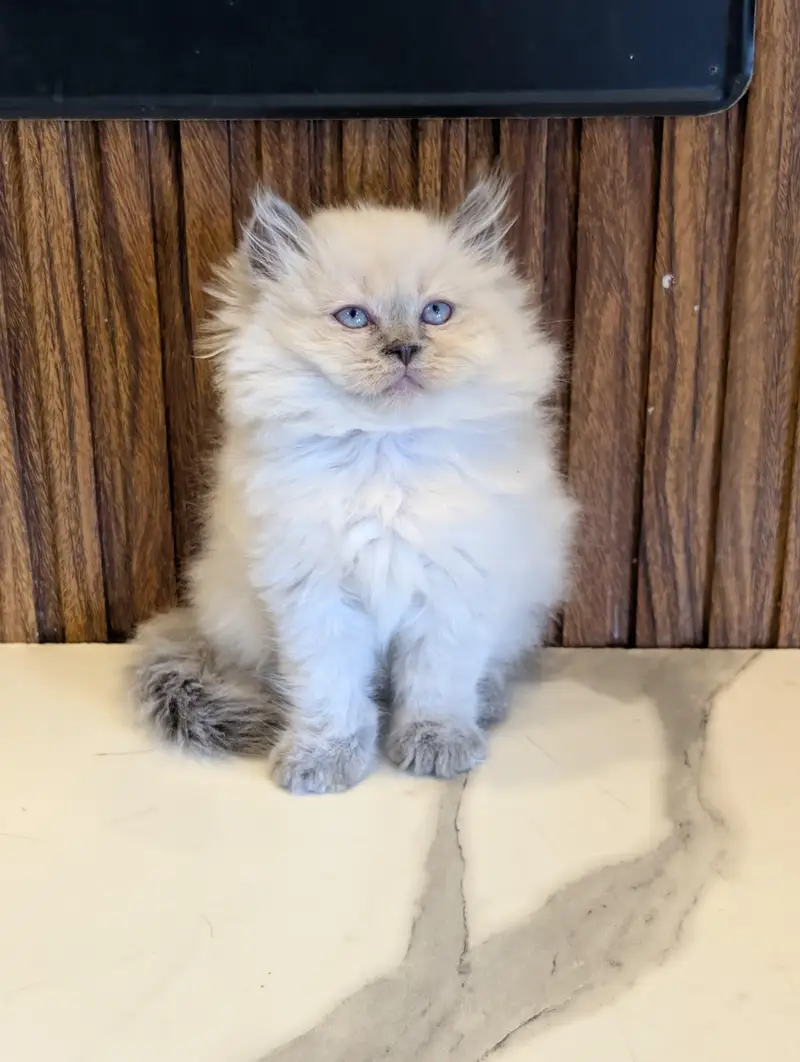 cash on delivery available Persian punch face cat kitten — photo 4