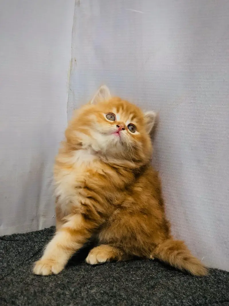 cash on delivery available Persian punch face cat kitten — photo 10