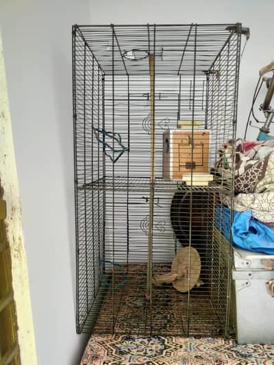 Birds Cage