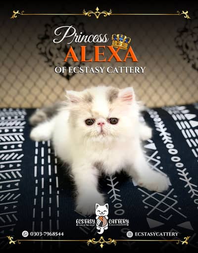 Peke Female Kitten