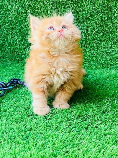 cash on delivery available Persian punch face cat kitten