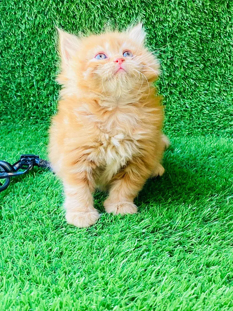 cash on delivery available Persian punch face cat kitten