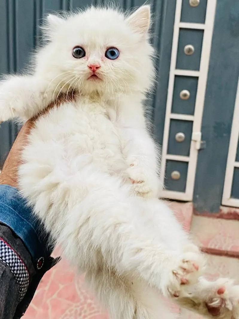 cash on delivery available Persian punch face cat kitten — photo 2