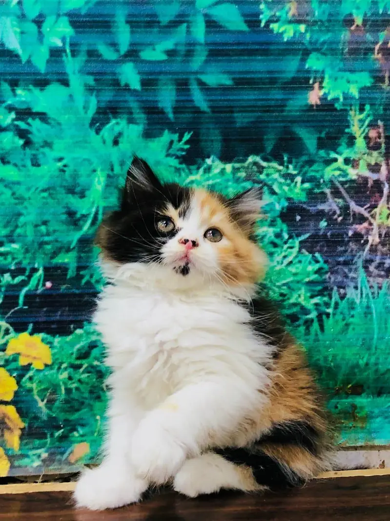 cash on delivery available Persian punch face cat kitten — photo 3