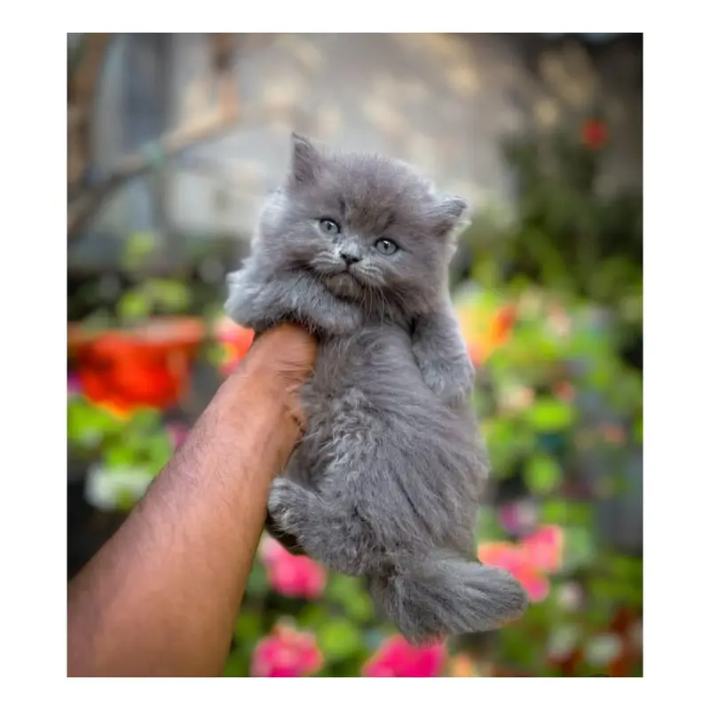 cash on delivery available Persian punch face cat kitten — photo 6